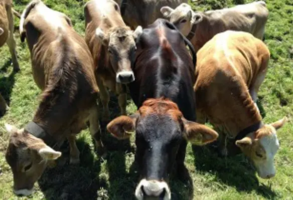 maxpixel.freegreatpicture.com Agriculture Pasture Animals Livestock Cattle Types 474852