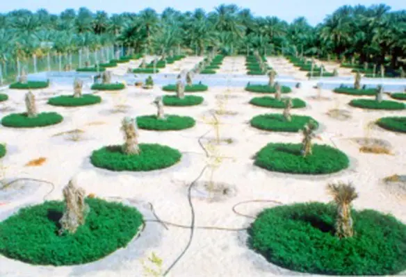 GODAN supports the sharing of Open Data to make information about agriculture usable to deal with food security challenges. (Image source: Ministry of Environment, Water and Agriculture)