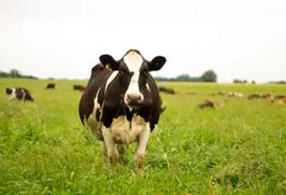For organic dairy farming to yield optimum results, cows must be allowed to graze on pastures. (Image source: CedarSummitFarm/Flickr)