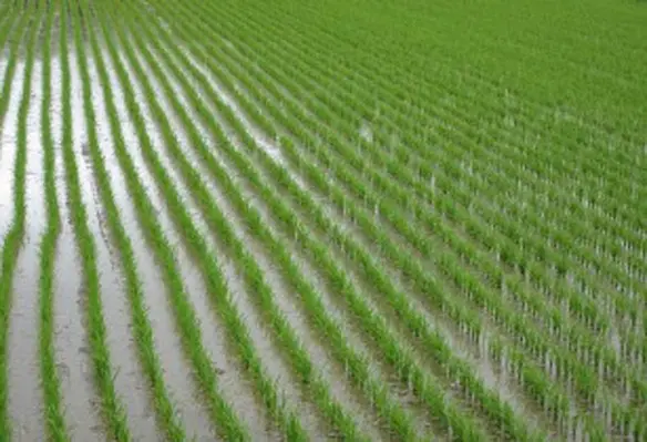 Adding fish to flooded rice fields is a traditional farming technique practiced in some Asian countries for many centuries. (Image source: Water326menko/Shutterstock)