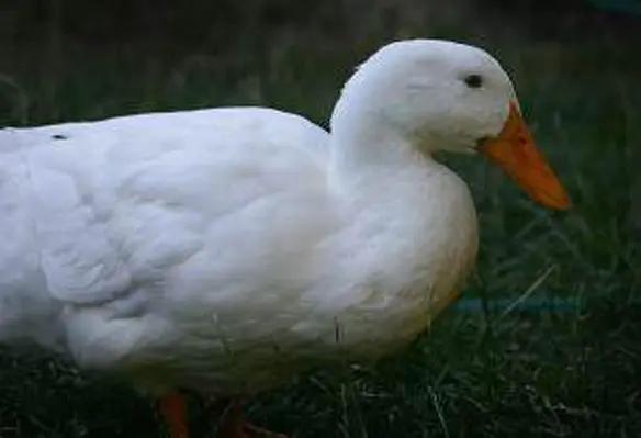 After Japan, UAE is set to receive pekin duck products from Philippines beginning later this year. (Image source: Tifotter/Flickr)