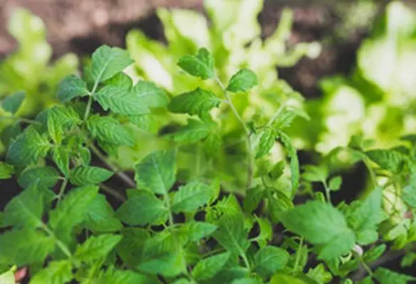 Spiropidion is the result of chemistry-driven innovation within a rare class of insecticides. (Image source: Kaboompics.com/Pexels)