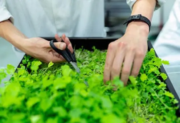 The investment raise brings Infarm’s funding total to more than US$300mn to-date. (Image source: ThisIsEngineering/Pexels)