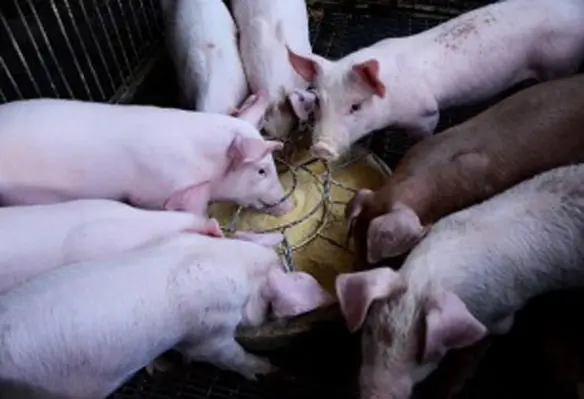 The SafePORK project brings together expertise in smallholder pig systems. Image source: chx69/Pixabay)