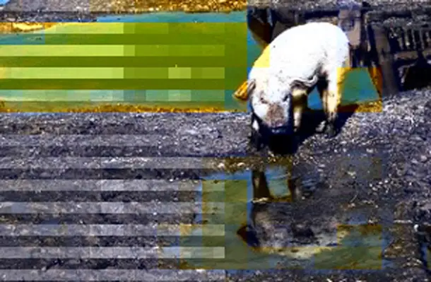 Philippines has issued the call amid complaints that poultry and hog raisers leave sewage untreated which spills into rivers and other water bodies. (Image source: Sarah Scicluna/Flickr)
