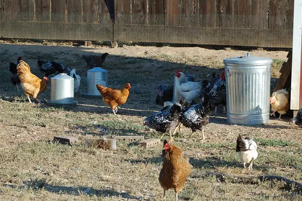 The study tried to understand how lighting affected poultry welfare overall. (Image source: cowgirljules/Flickr)