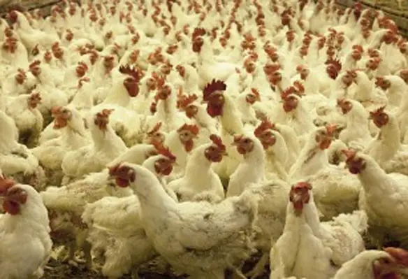 poultry farm