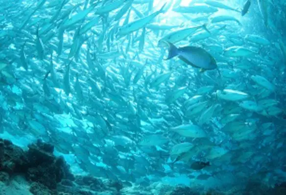 Dr. Teck explained that water quality is key in enhancing both the aquaculture and agriculture industry. (Image source: praveen)
