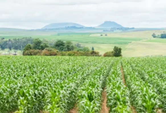 The growth capital cements Pure Harvest’s role as the MEASA region’s champion within the fast-emerging, global high-tech agriculture ecosystem. (Image source: Adobe Stock)