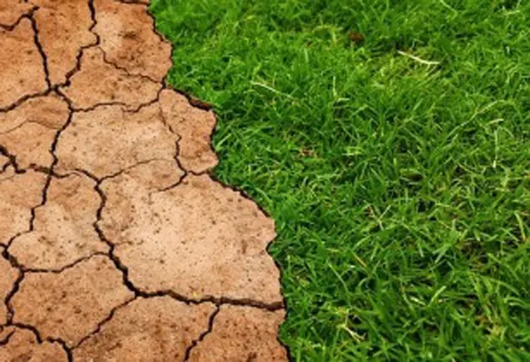 Natural climate solutions can help achieve 37 per cent of climate target. (Image source: Tumisu/Pixabay)