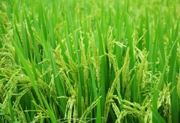 Demonstration plots and field trials at the new centre will provide farmers on hands training. (Trung Hieu Dang/Pixabay)