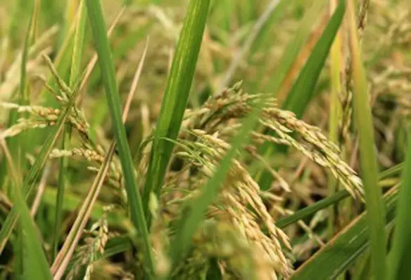 The agreement will make it easier for farmers from the participating countries to access climate change resilient seeds. (Image source: John1cse/Pixabay)