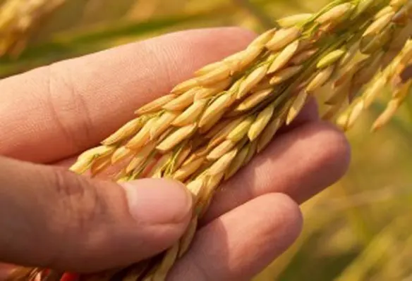 The initiative will discover the impact of rice-fish production systems on environmental, socio-economic and cultural values. (Image source: 41330/Pixabay)