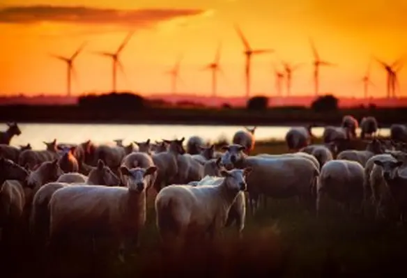 Renewable energy can boost sustainable and innovative agri-food system transformation. (Image source: David Mark/Pixabay)