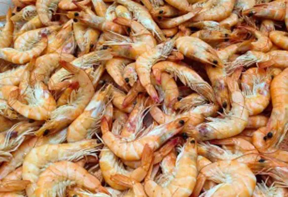 Australias suspension of shrimp imports has had a negative impact on Vietnamese shrimp raisers and exporters. (Image source: jackmac34/Pixabay)