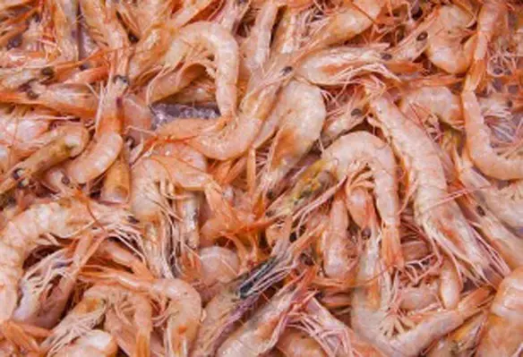 The farmed shrimp season in Asia ended in November with an overall sluggish production. (Image source: Stux/Pixabay)