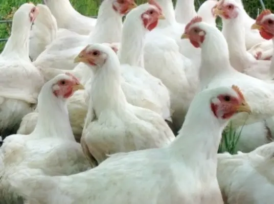 To attain both genetic potential and consistent flock production, it is important that the producer or flock manager has a good management programme in place