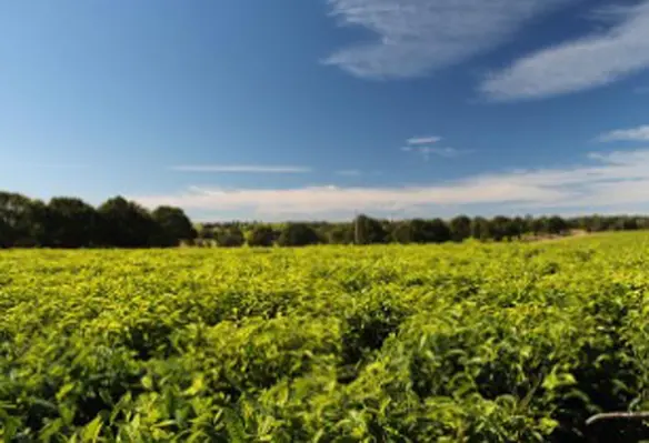 Farming and livestock sectors typically bear more than 80 per cent of the damage and losses caused by climate change. (Photo: Deankruger/Pixabay)
