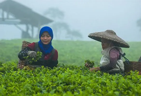 Tea consumption has grown particularly rapidly in China, India and other emerging economies. (Image source: CIFOR/Flickr)