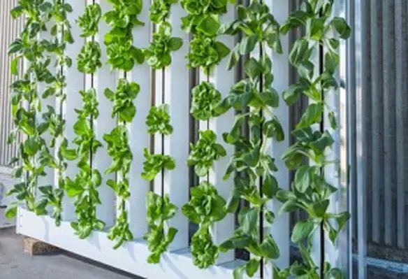 Vertical farming is a process where crops are grown indoors under carefully controlled environmental conditions. (Image source: BrightAgrotech/Pixabay)