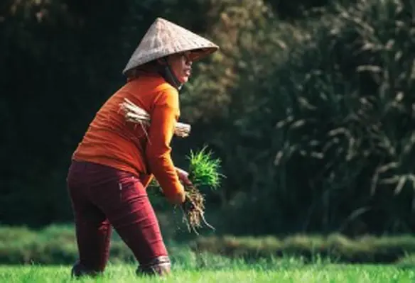 Award given in recognition of East-West Seeds contribution to improving nutrition and creating sustainable economic opportunities for small farmers around the world. (Image source: Kiril Dobrev/Pixabay)