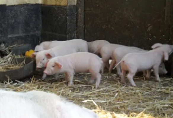 Avivagen intends to pursue market uptake initiatives in Vietnam for its livestock product in the near-term. (Image source: rubyblossom/Flickr)
