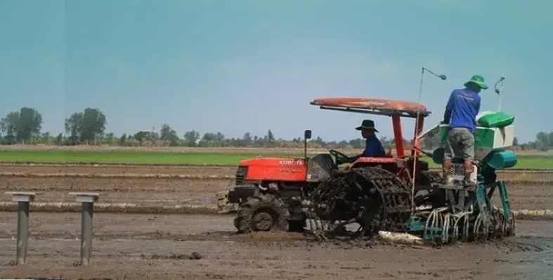 Farmers and the local agriculture sector hope that implementing these revolutionary farming methods in Can Tho will help raise rice quality, while also cutting emissions from cultivation. (Image source: MARD) Pilot model
